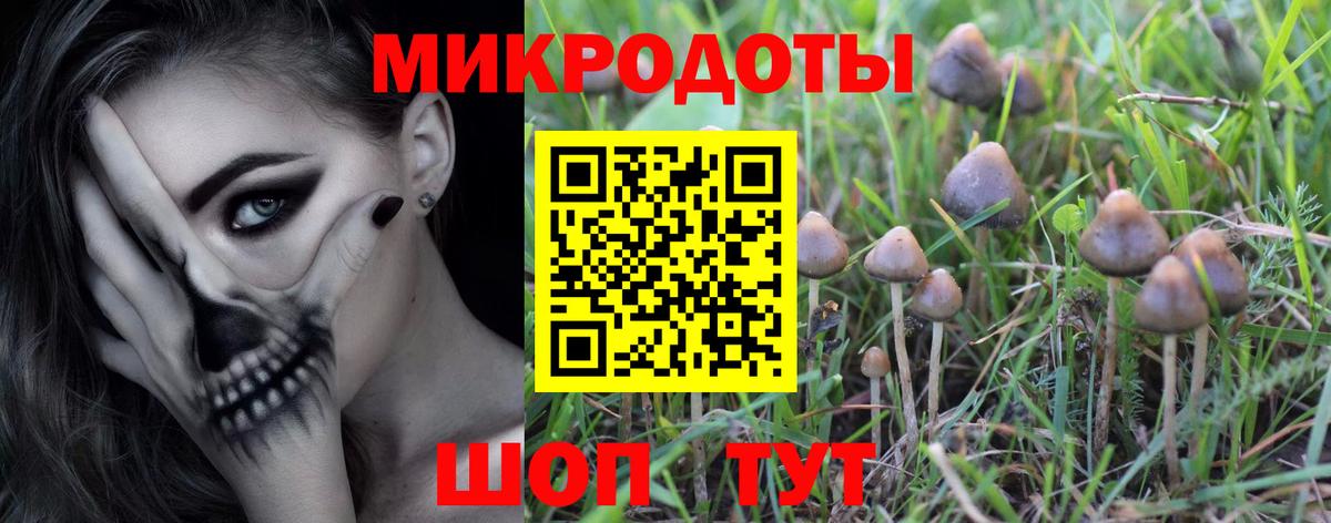 Галлюциногенные грибы Psilocybine cubensis Горно-Алтайск